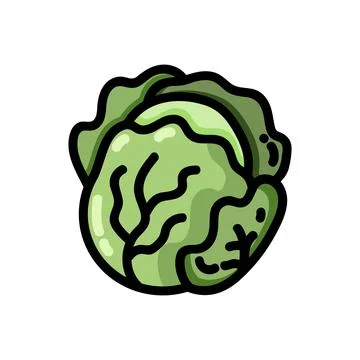 Cabbage flat outlined icon. Vector vegetable logo isolated on white backgroun Stock Illustration