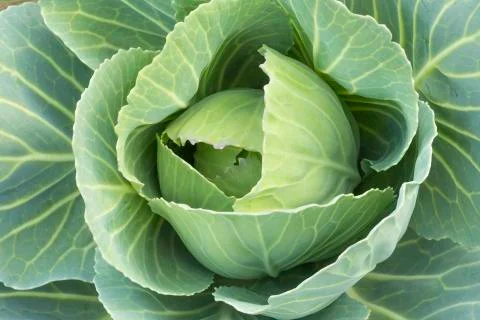 CABBAGE FLOWER Stock-Fotos