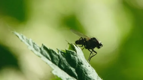 Cabbage Fly on Leaf Macro Close Up – Nature Germany NRW Stock Footage 336216668