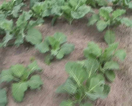 Cabbage Stock Footage 354919