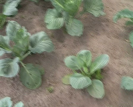 Cabbage Stock Footage 354940