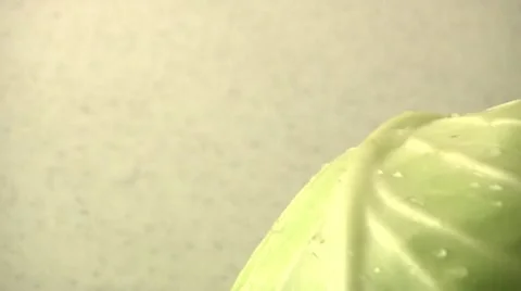 Cabbage Stock Footage 10038762