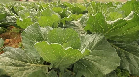Cabbage Stock Footage 12445137