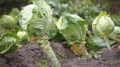 Cabbage Stock-Footage 29669226