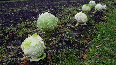 Cabbage Stock Footage 116434673