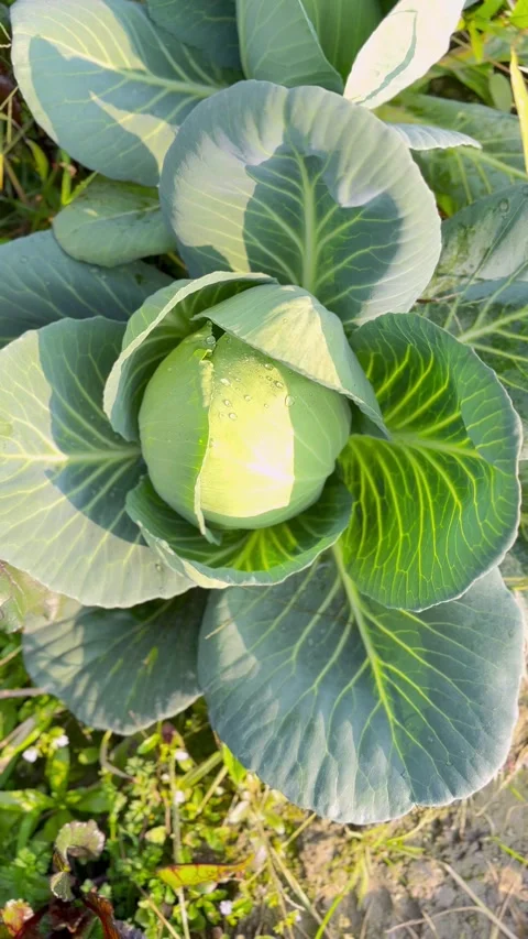 Cabbage Stock Footage 297929203