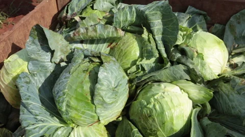 CABBAGE Stock Footage 306696333