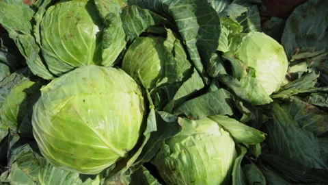 CABBAGE Video stock 306696347