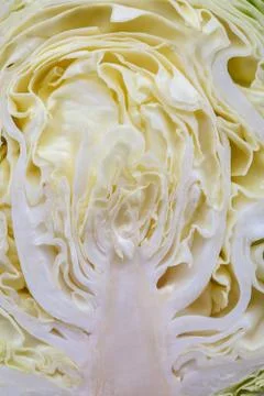 Cabbage. Fresh cabbage head as a background Stock Photos