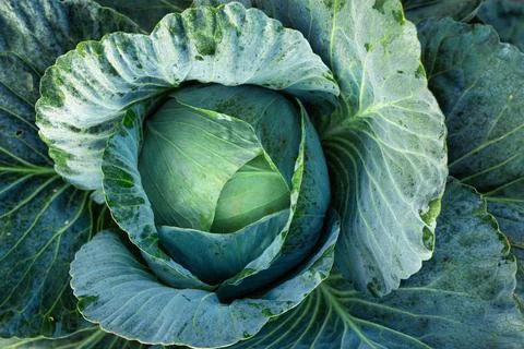 Cabbage, fruit on the bed. View from above. Stock Photos