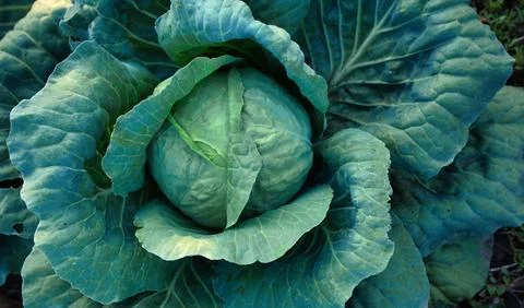 Cabbage, fruit on the bed. View from above. Foto stock