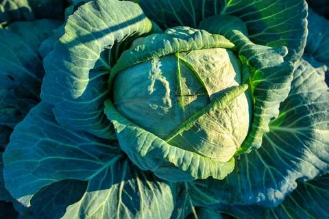Cabbage, fruit on the bed. View from above. Stock Photos