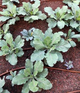 Cabbage in the garden with automatic irrigation system 写真素材