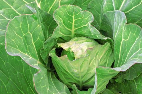 Cabbage in the garden as a background Foto stock