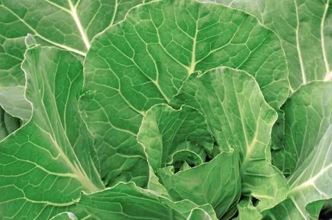 Cabbage in the garden as a background Stock Photos