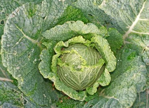 Cabbage in the garden as a background Stock Photos