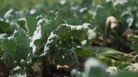 Cabbage garden bad. Growing cabbage ,eco harvest. 스톡 동영상 342714065