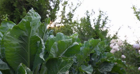 Cabbage on the Garden Bed. Cultivation Vegetable on a Farm. White Cabbage  Stock Footage 250483934