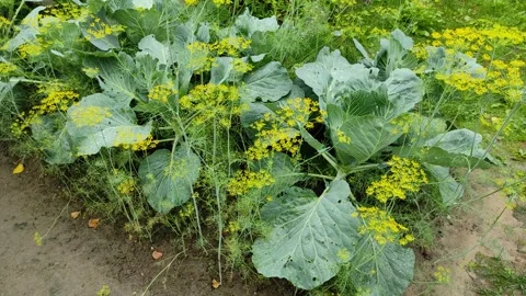 Cabbage in the garden bed Vidéo 340174596