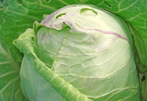 Cabbage in the garden close up as a background Stock Photos
