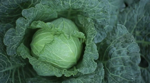 Cabbage In The Garden Stock Footage 56182691