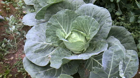 Cabbage in the garden Stock Footage 68349094