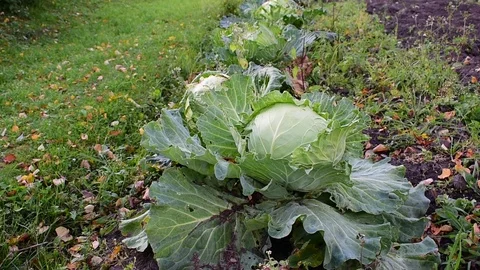 Cabbage in the garden Stock Footage 116023160