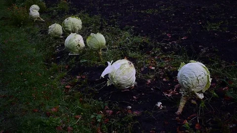 Cabbage in the garden Stock Footage 116434499