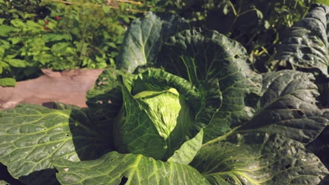 Cabbage In The Garden Stock Footage 283072413