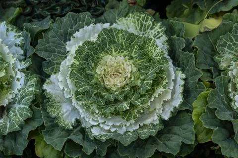 Cabbage in the garden, green background Stock Photos