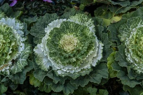 Cabbage in the garden, green background Stock Photos