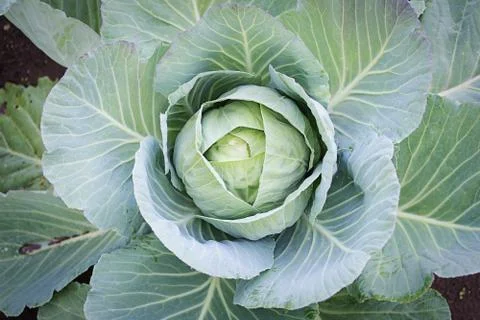 Cabbage in the garden Stock Photos