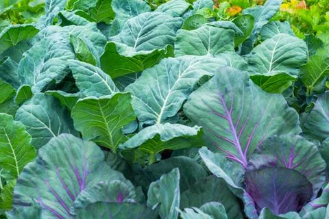 Cabbage in the garden Stock Photos