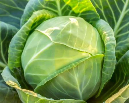Cabbage in the garden Stock Photos