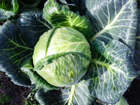Cabbage in the garden Stock Photos