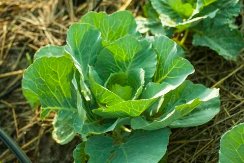 Cabbage in the garden Stock Photos