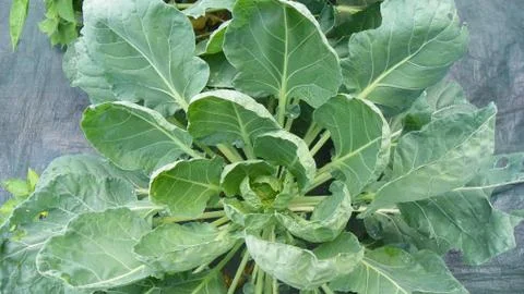 Cabbage in Garden Stock Photos