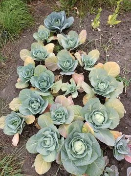 Cabbage in garden Stock Photos