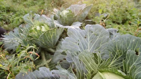 Cabbage in the garden, the rays of the sun. Insect parasites destroy crops Video stock 139000364