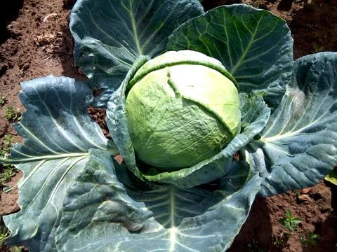 Cabbage in the garden - vegetable Stock Photos
