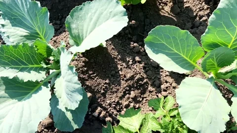 Cabbage in the garden in the village Stock Footage 200567945