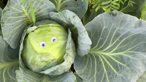 Cabbage with googly eyes Stock Footage 249741600