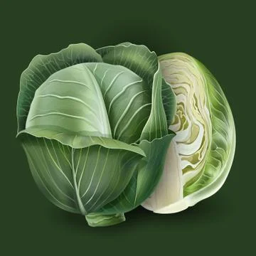Cabbage on a green background Stock Illustration