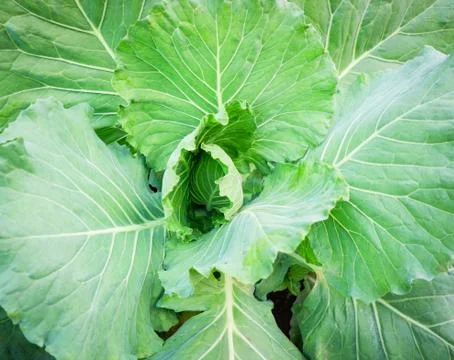 Cabbage green vegetable on background fresh cabbage organic in farm field gar Stock Photos