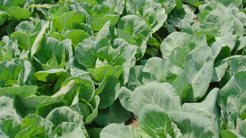 Cabbage Greens on Farm Stock Footage 312006329