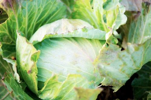 Cabbage on ground with texture. Stock Photos