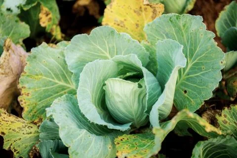 Cabbage on ground with top view. Stock Photos