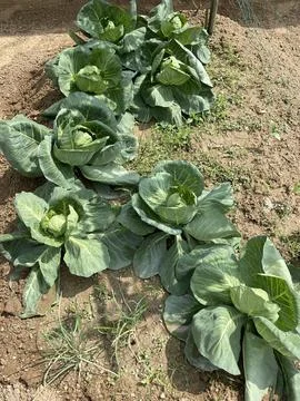 Cabbage Growing in Backyard Garden Under Sunlight Stock Photos