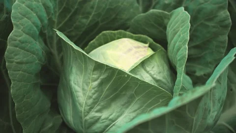 Cabbage growing on the farm Stock Footage 137174030