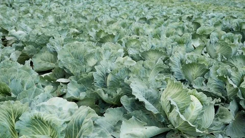 Cabbage growing in a farmer's field. Stock Footage 73879280